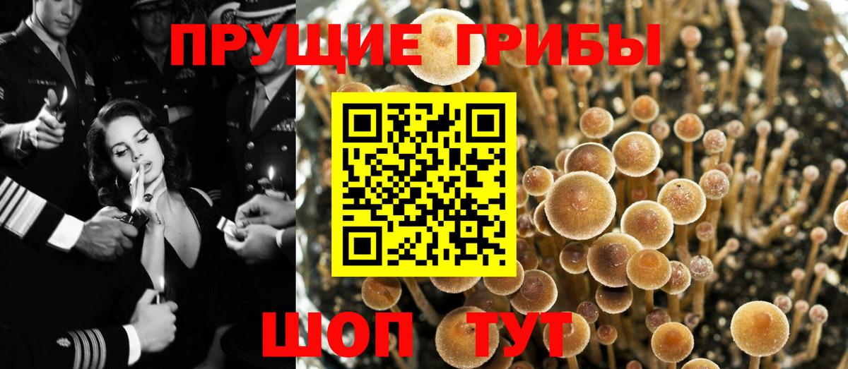 Тобольск  Псилоцибиновые грибы Psilocybe  Вход с VPN 
